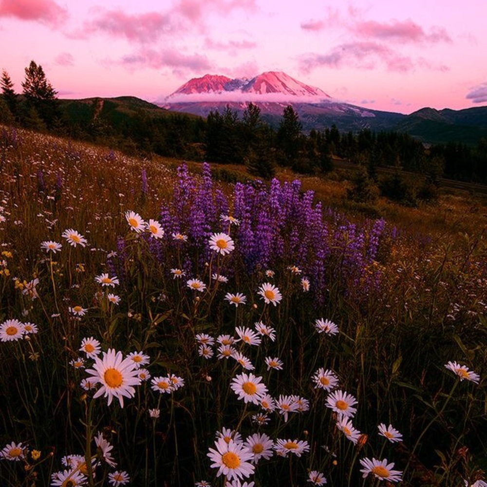 Meet your Posher, Somaley